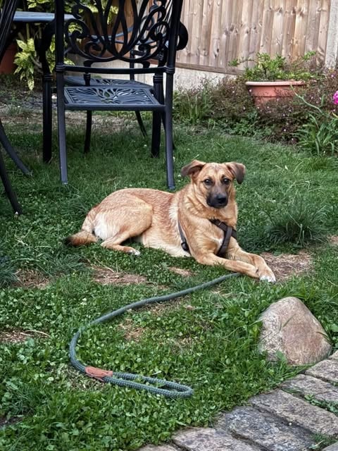 Olive, chien à l'adoption chez Remember Me France