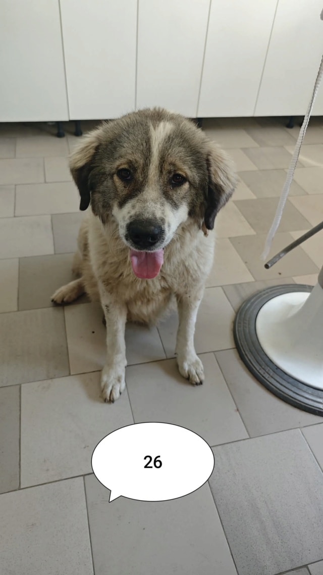 Olympe, chien à l'adoption chez Remember Me France