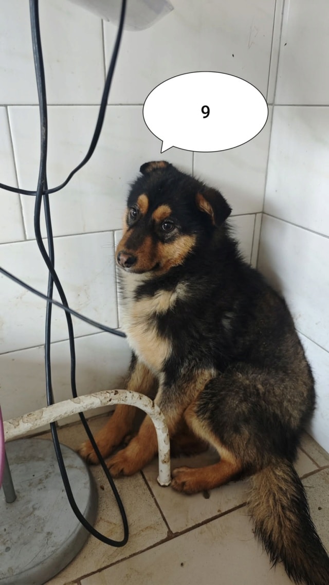 Olyne, chien à l'adoption chez Remember Me France