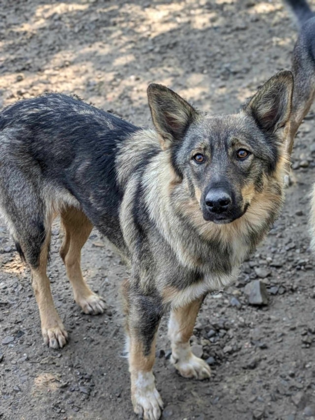Orange, chien à l'adoption chez Remember Me France