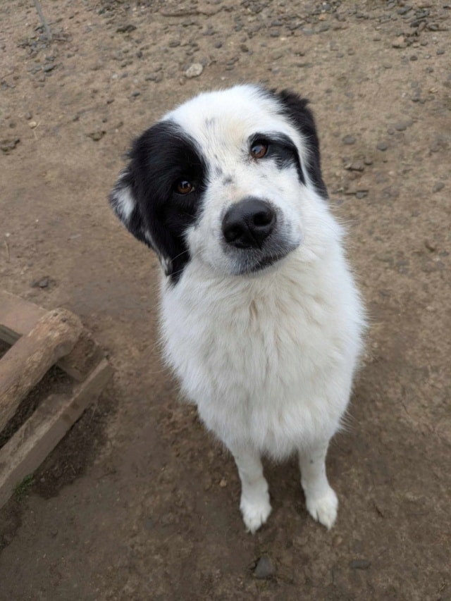 Oreo, chien à l'adoption chez Remember Me France