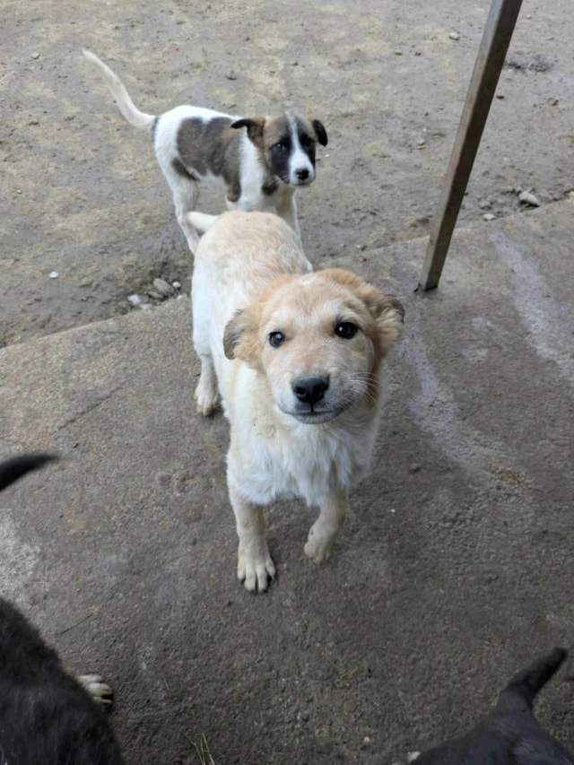 Oria, chien à l'adoption chez Remember Me France