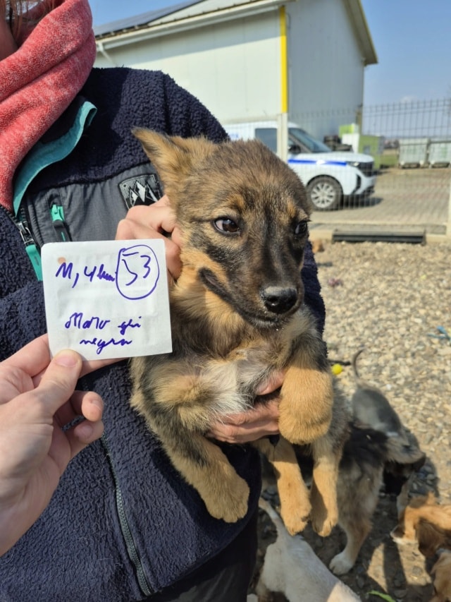 Oswald, chien à l'adoption chez Remember Me France