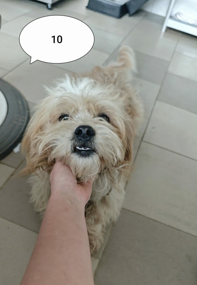 Padawan, chien à l'adoption chez Remember Me France