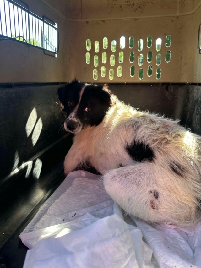 Paillette, chien à l'adoption chez Remember Me France