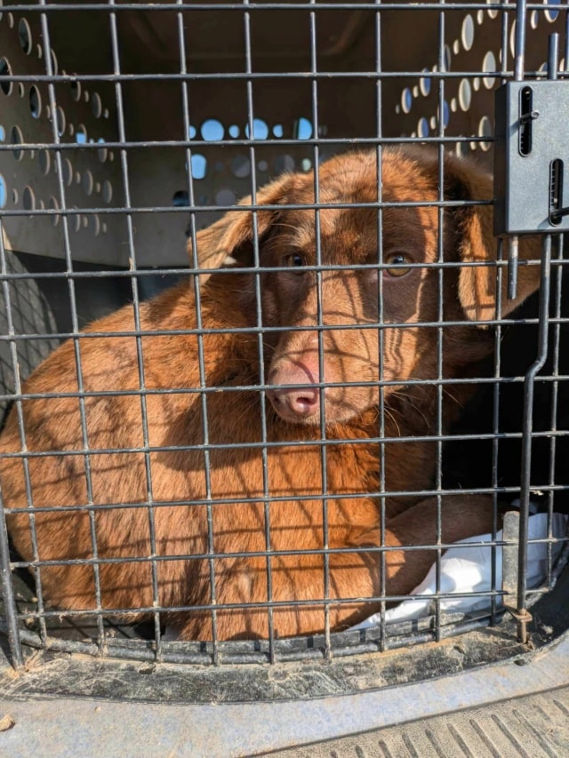 Parker, chien à l'adoption chez Remember Me France