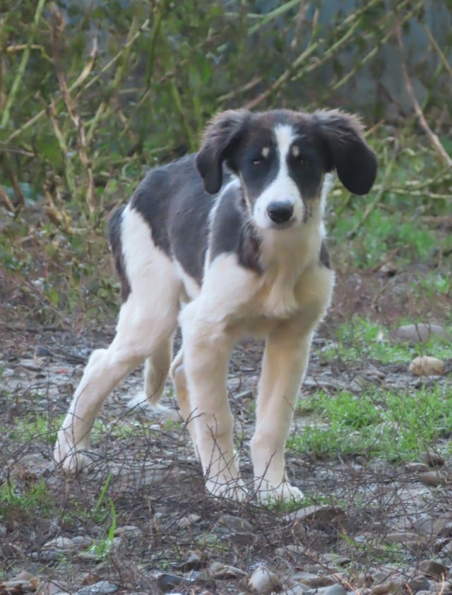 Persil, chien à l'adoption chez Remember Me France