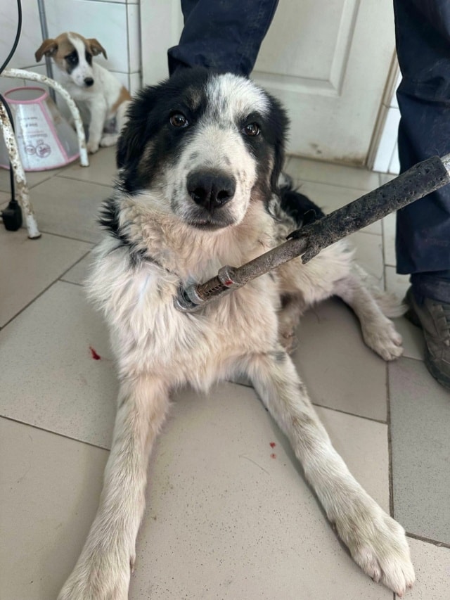 Pietra, chien à l'adoption chez Remember Me France