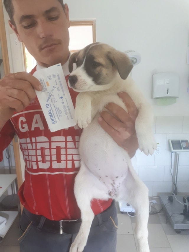 Pilaf, chien à l'adoption chez Remember Me France