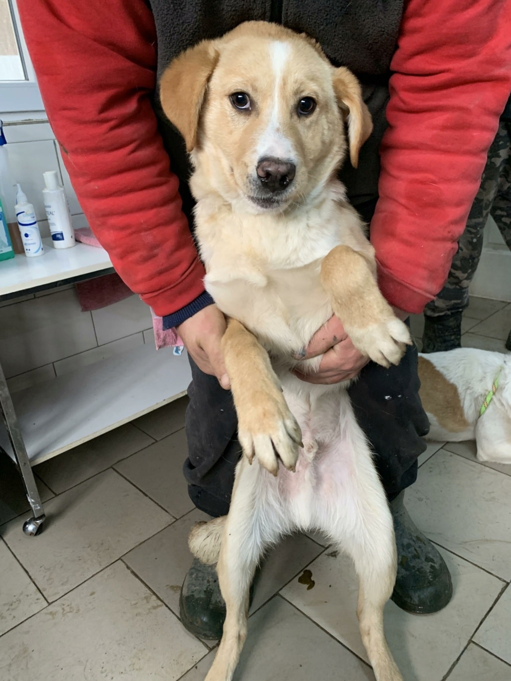 Pokemon, chien à l'adoption chez Remember Me France