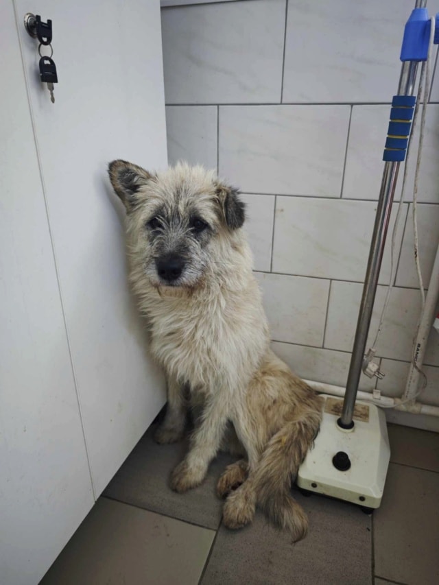 Pollux, chien à l'adoption chez Remember Me France