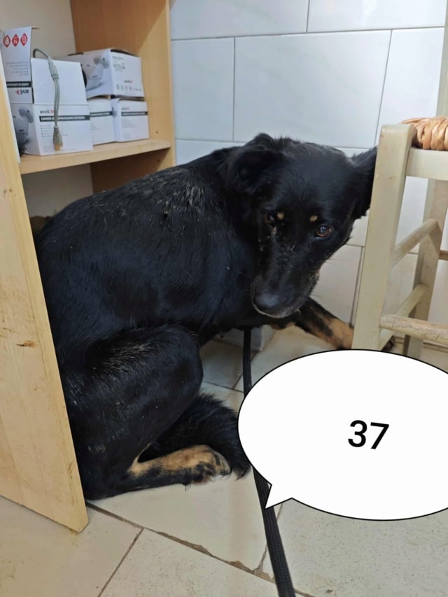 Popi, chien à l'adoption chez Remember Me France