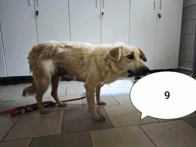 Popsy, chien à l'adoption chez Remember Me France