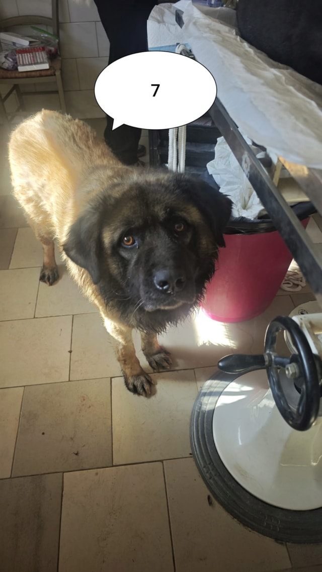 Preston, chien à l'adoption chez Remember Me France