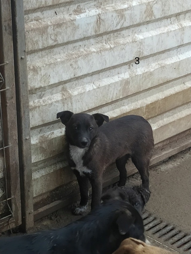 Qora, chien à l'adoption chez Remember Me France
