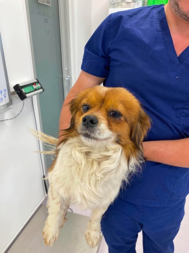 Rabiot, chien à l'adoption chez Remember Me France