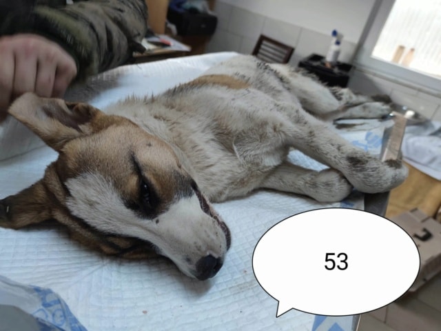 Raiponce, chien à l'adoption chez Remember Me France
