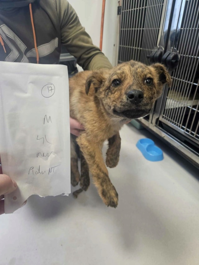 Rami, chien à l'adoption chez Remember Me France