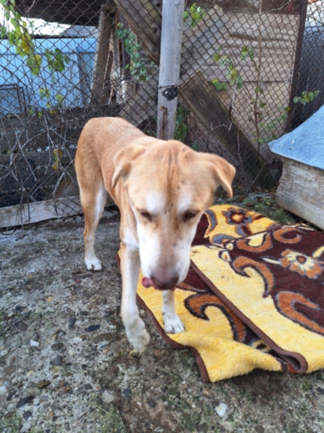Redhead, chien à l'adoption chez Remember Me France