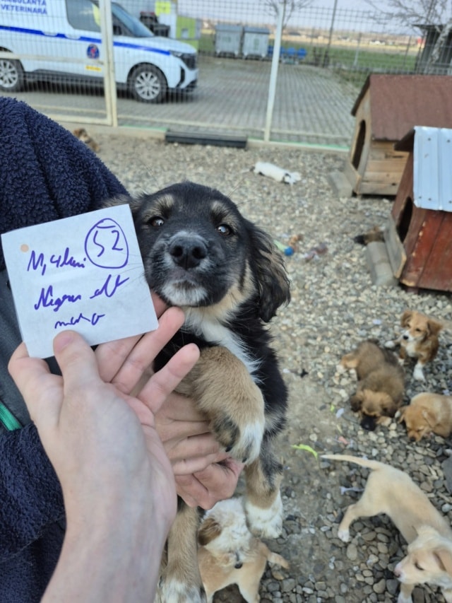 Reed, chien à l'adoption chez Remember Me France