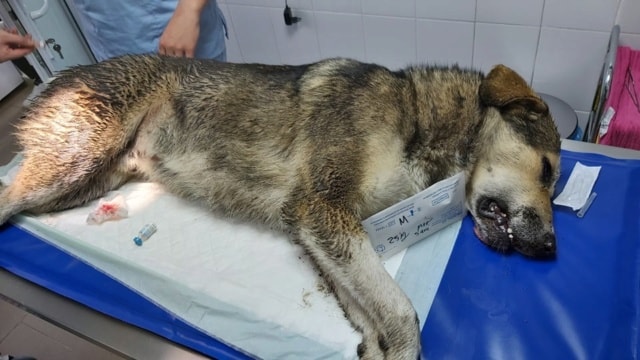 Reno, chien à l'adoption chez Remember Me France