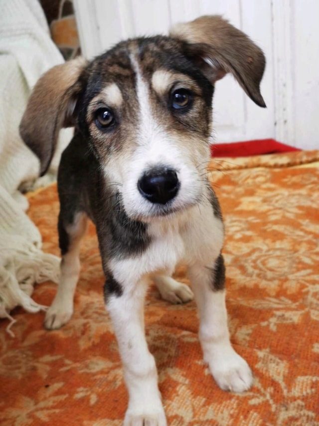 Reuben, chien à l'adoption chez Remember Me France