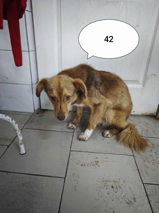 Reve, chien sauvé par Remember Me France