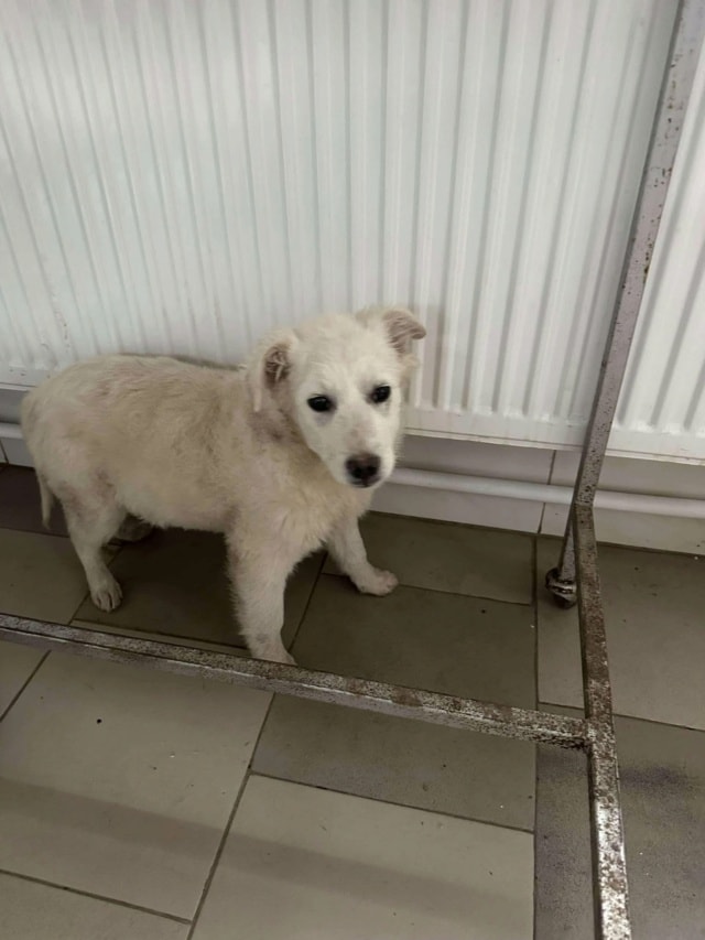 Rodri, chien à l'adoption chez Remember Me France