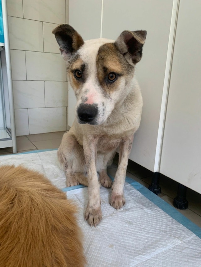 Roxine, chien à l'adoption chez Remember Me France