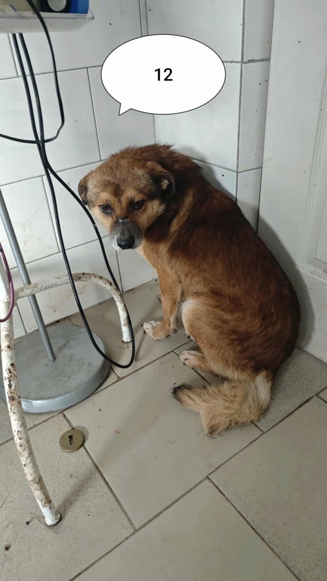 Sabayon, chien à l'adoption chez Remember Me France
