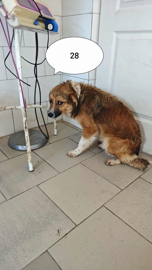 Sabre, chien à l'adoption chez Remember Me France