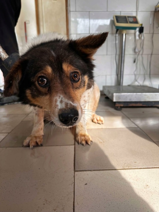 Sadjy, chien à l'adoption chez Remember Me France