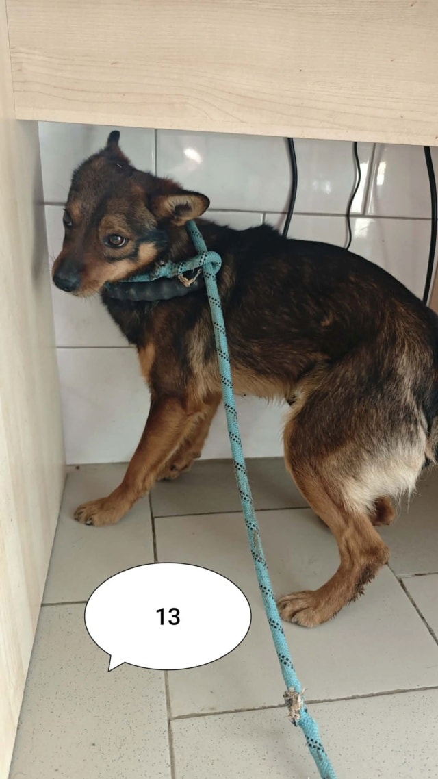 Sami, chien à l'adoption chez Remember Me France