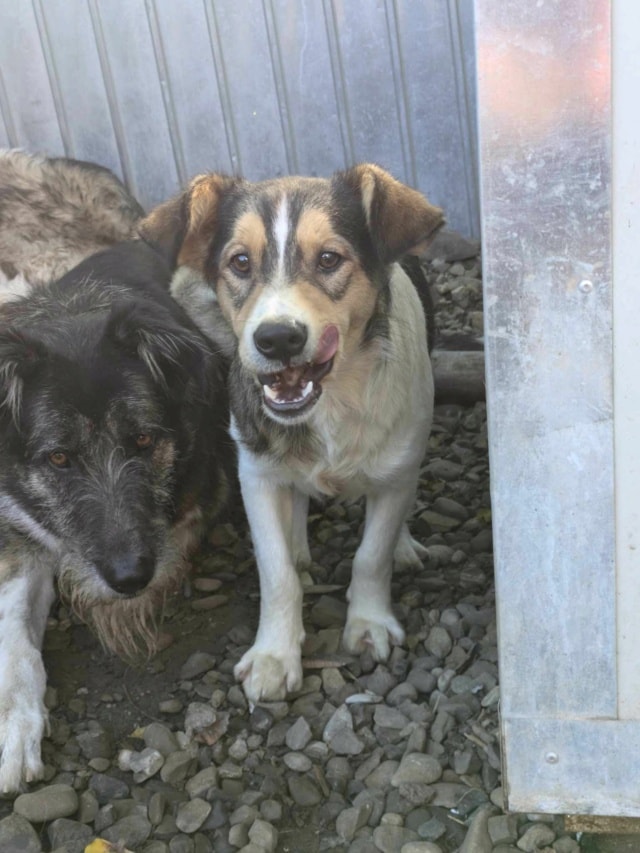 Sancho, chien à l'adoption chez Remember Me France