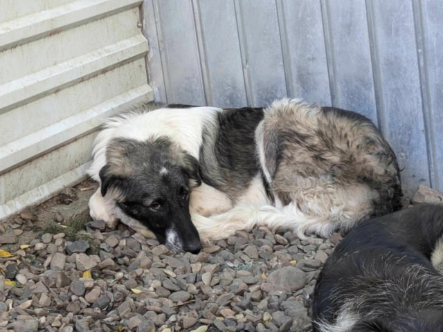 Sangoku, chien à l'adoption chez Remember Me France