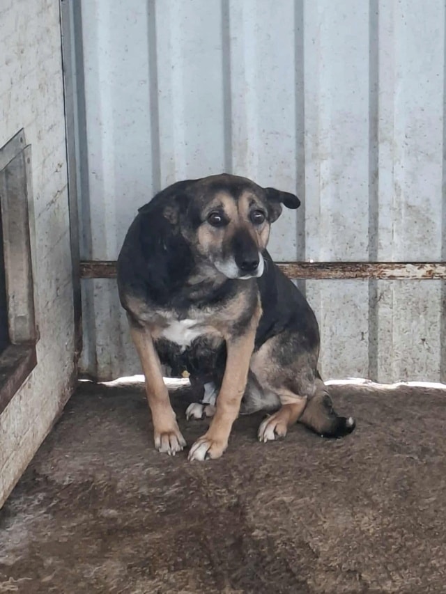 Sarabi, chien à l'adoption chez Remember Me France