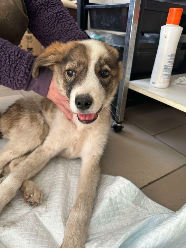 Saruta, chien à l'adoption chez Remember Me France