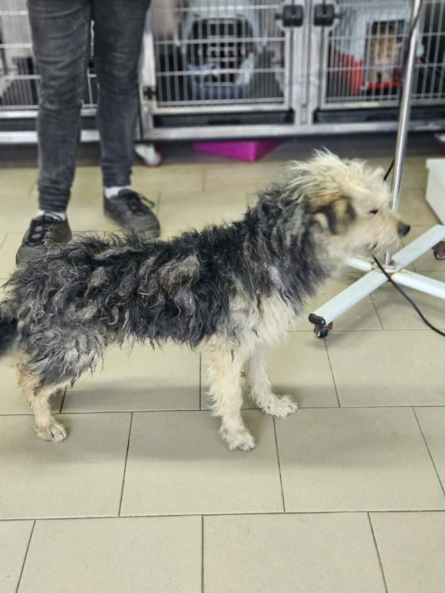 Scruffy, chien à l'adoption chez Remember Me France