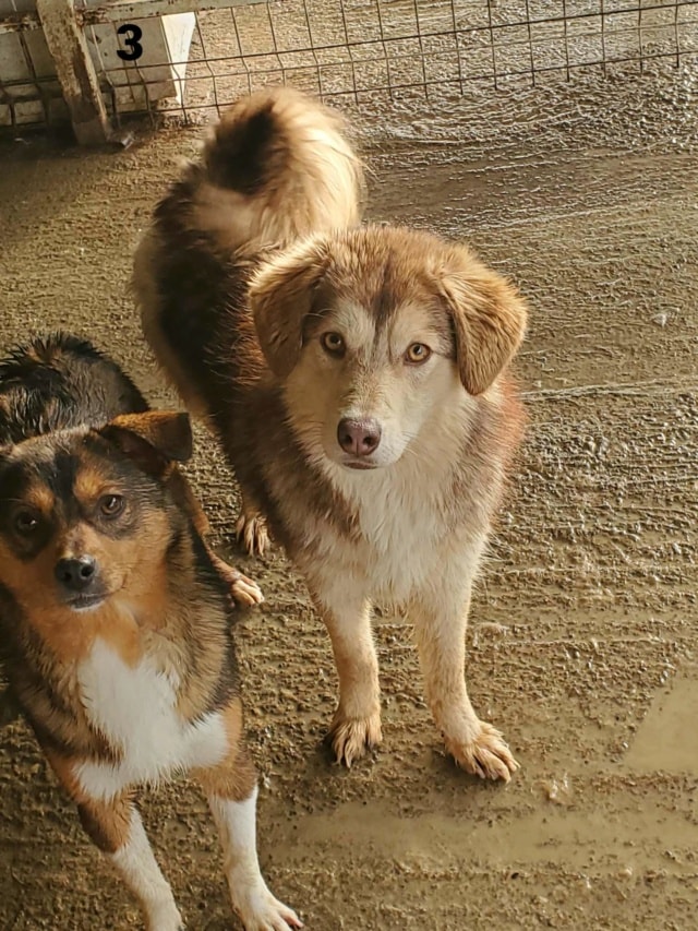 Selina, chien à l'adoption chez Remember Me France