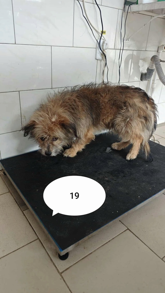 Senator, chien à l'adoption chez Remember Me France