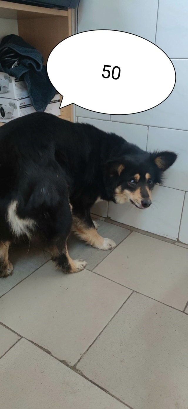 Sencha, chien à l'adoption chez Remember Me France
