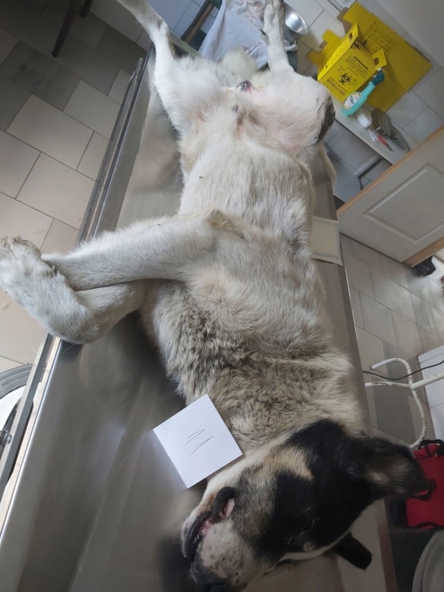 September, chien à l'adoption chez Remember Me France
