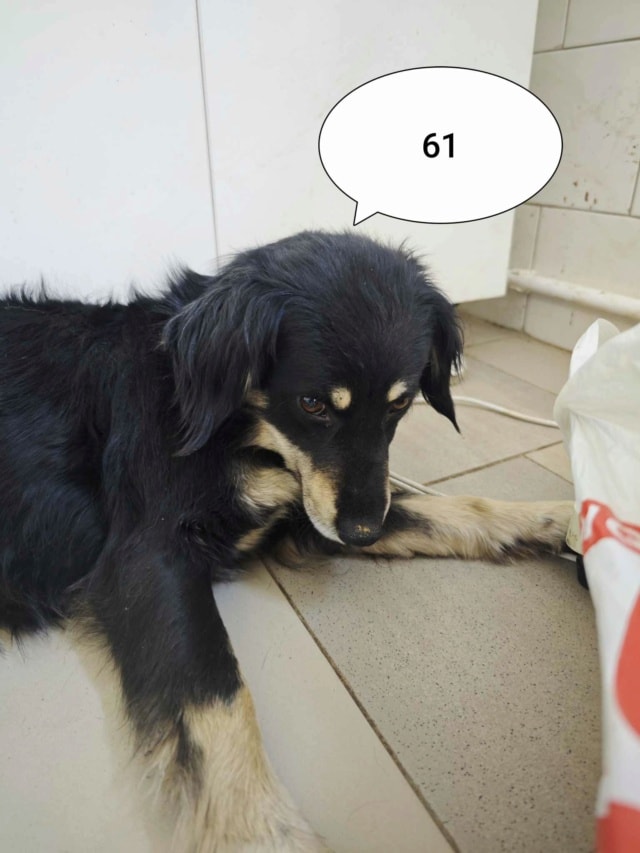 Shilow, chien à l'adoption chez Remember Me France