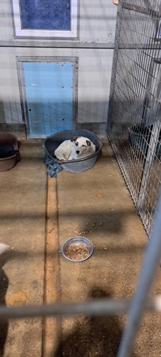 Shiny, chien à l'adoption chez Remember Me France