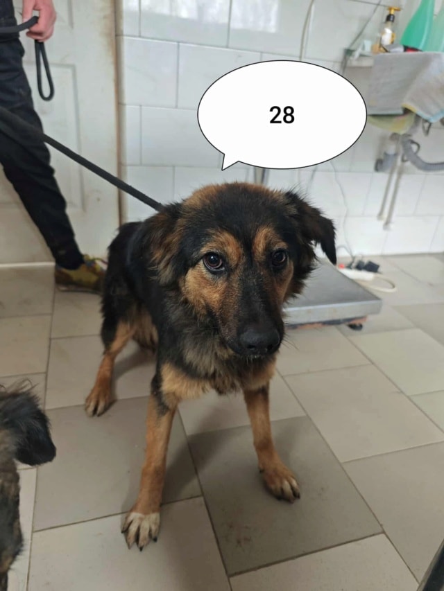 Shiraz, chien à l'adoption chez Remember Me France