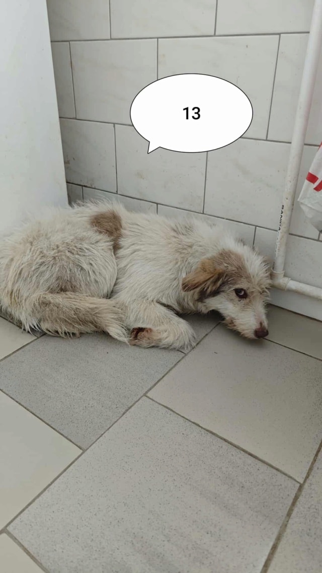 Shyley, chien à l'adoption chez Remember Me France