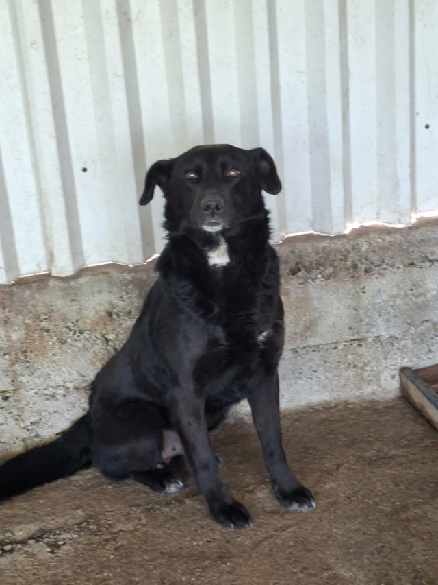 Sigismund, chien à l'adoption chez Remember Me France