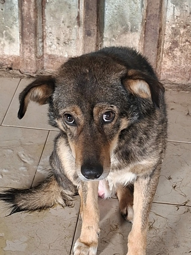 Skenner, chien à l'adoption chez Remember Me France
