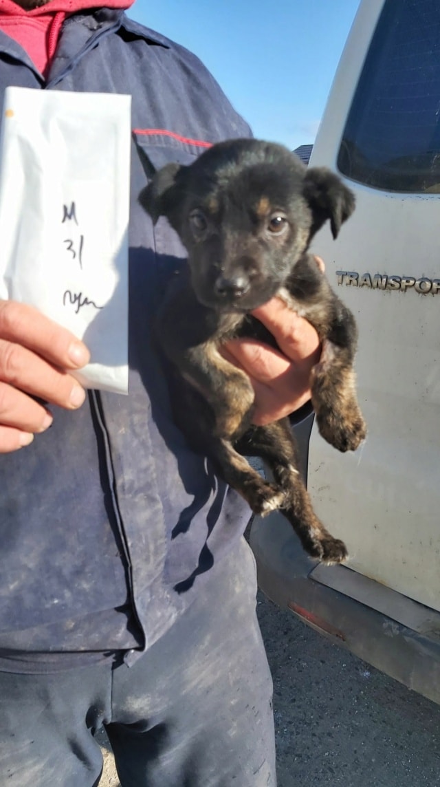 Skippy, chien à l'adoption chez Remember Me France