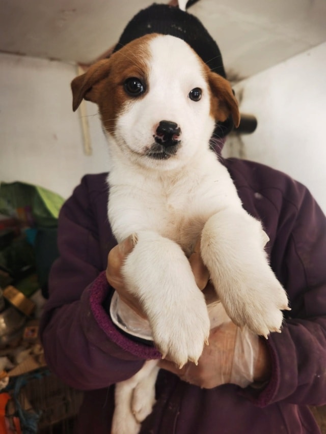 Smartie, chien à l'adoption chez Remember Me France